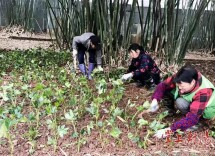 春韵溢彩，锦上添花，衡阳市开展春季绿化补栽添景活动