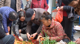 蓝山：春菜抢“鲜”上市，餐桌迎来“春天的味道”