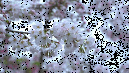 从赏花“流量”到消费“增量” “春日经济”持续升温