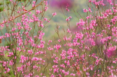 永州春社，烟火暖春