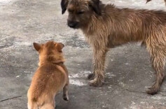 长沙一流浪狗咬伤多人引恐慌，专家：规范处置可阻断狂犬病