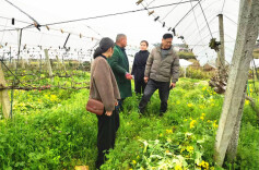 辰溪：田间“把脉问诊”为果园开“营养处方”