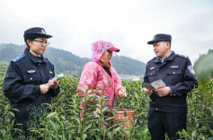 “老乡，茶叶摘了，钱袋子捂紧了没？”