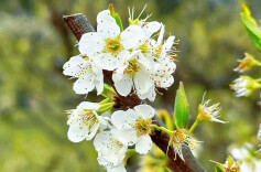 春赏李花夏摘果，凤凰漾水坨的“甜蜜接力”开始了