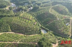 规模扩面+品牌赋能，龙洞油茶激活乡村振兴“金色引擎”