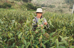 白云山脚下的风软了