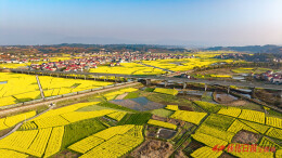 图片新闻 | 通衢大道穿花海 锦绣溆浦沐春晖