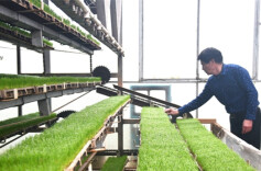 Industrialized Seedling Cultivation Helps Ensure Grain Harvest