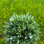 你不知道的宝藏新区丨挖野菜 寻春意
