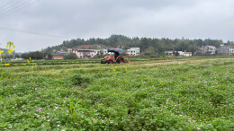 “养地”又“增产”！湘乡7.5万亩绿肥翻耕还田