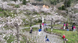 蓝山谷千株樱花竞相绽放，吸引游客纷至沓来