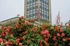 Camellias in Full Bloom at Changsha Railway Station Square