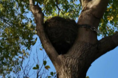 高三学生请求“拆除鸟巢”！校长回应：生命自有其节律，干扰亦是风景