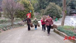 通道县溪镇：免费发放34.4万株钩藤苗 铺就乡村振兴致富路