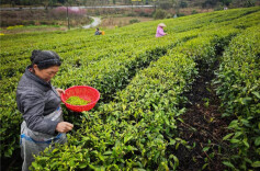 春茶贵如金，头采抢“鲜”机