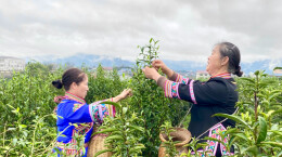 藏在靖州的老茶园！有院士记忆，更有致富茶香