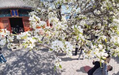 智化寺梨花盛放，古刹春色迎客
