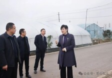 雷欣专题调研濠河片区城乡融合发展项目建设工作