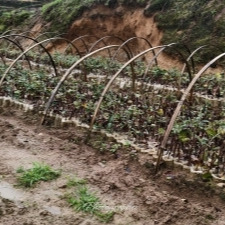 冒雨送“贷”助创业——溆浦县就业服务中心深入龙庄湾乡为种植户上门办理创业担保贷款