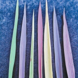 亩产值过万元的稻米，长什么样？