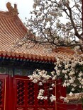 金瓦红墙白玉兰：地坛的春天，美得刚刚好