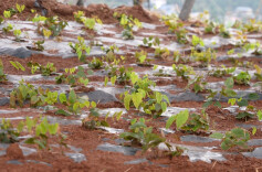 凤凰科茸村：深山里的“致富果”熟了