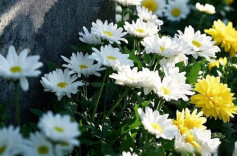 天堂家书（5）｜廖静仁：天堂里的姐姐