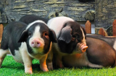 猪肉价格为何持续下跌？