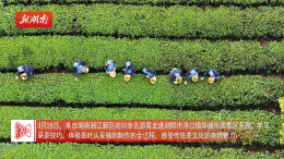 踏青采茶 开启春日惬意之旅