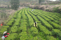 雨中，抢的就是这一口明前茶