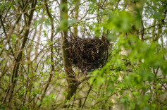 高三学生请求“拆鸟巢”，校长拒绝为何获全网点赞？