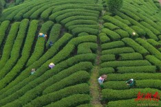 图片新闻 | 通道：依山采新芽 茶香漫侗乡