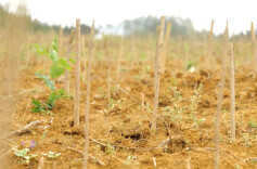 这波“椿”意，藏不住了！