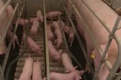 进入过度下跌预警区间，最近猪肉价格怎么了？