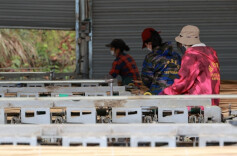 Bamboo Processing Industry Advanced to Boost Green Development