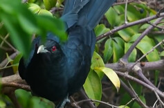 高三学生写信求拆除噪鹃鸟巢 校长一封“拒信”全网点赞