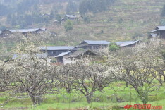 洪江市大崇乡：千亩梨花迎客来