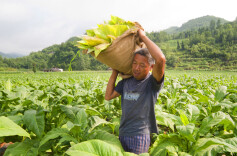 龙山县推广“烟+N”特色农业融合新路@湖南日报
