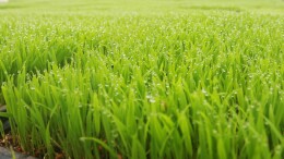 育秧工厂“智”造春耕新图景——团洲乡现代化集中育秧助力粮食生产提质增效