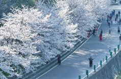 这里花开正好，春正浓