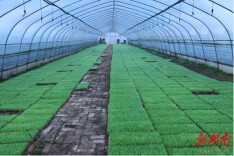 金洞管理区按下早稻生产“快进键”