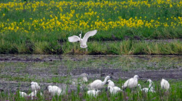 春到湘中：田野花海生态美