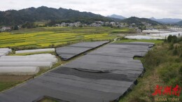 中药种植基地春季补种苗 产业发展再添新希望