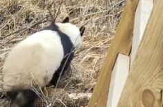 珍贵影像！九寨沟拍到野生活体大熊猫活动