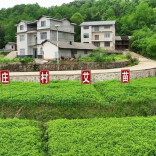 艾草飘香漫山乡 小叶子闯出致富新路子