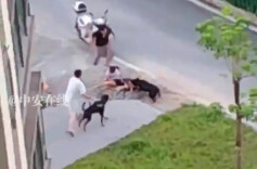 未拴绳犬只扑倒路人致伤残，养犬人赔偿17万元