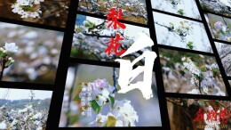 江华瑶山雪梨基地梨花盛放  