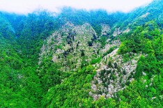 诗歌丨桐花寨传奇