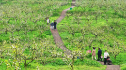 春色如许 莫负花期