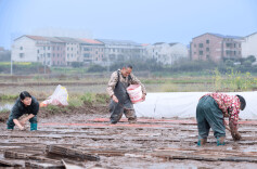 衡阳蒸湘区：春好正是耕种时，种粮大户育秧忙